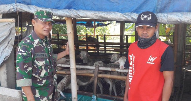 Kerja Di TMMD Sambil Belajar Ilmu Ternak Kambing.
