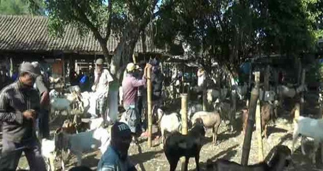 Kambing untuk Qurban. Foto : JPG / Pojokpitu