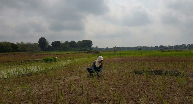 KEKERINGAN : Sawah warga terancam gagal panen karena tidak mendapatkan pasokan air saat musim kemarau.