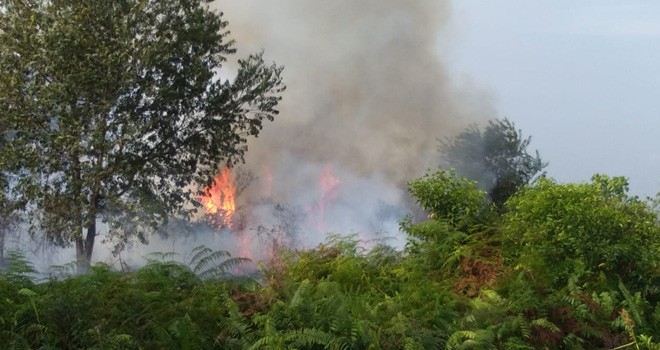 Karhutla Landa Dusun Nusantara Desa Lumahan Tanjabbar.