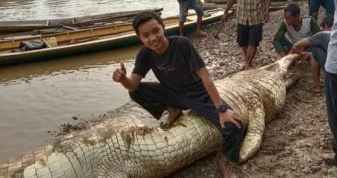 penangkapan seekor buaya besar oleh warga, Sabtu (10/8)