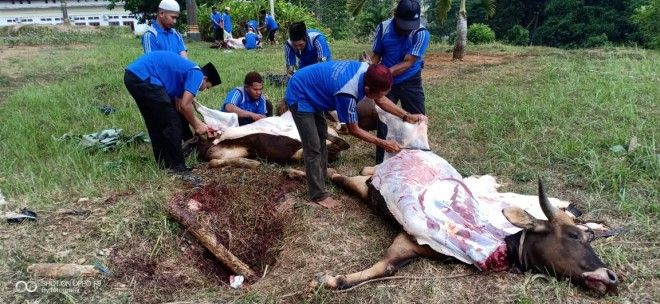 Bupati Tanjabtim Berqurban 12 Ekor Sapi.