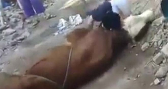 Asep Hadad Meninggal di Atas Sapi yang Hendak Disembelih