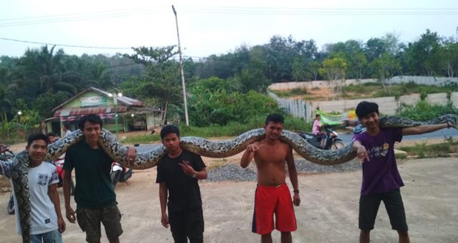 Ular Jenis Phyton berukuran sangat besar membuat Heboh warga Kecamatan Mestong. 