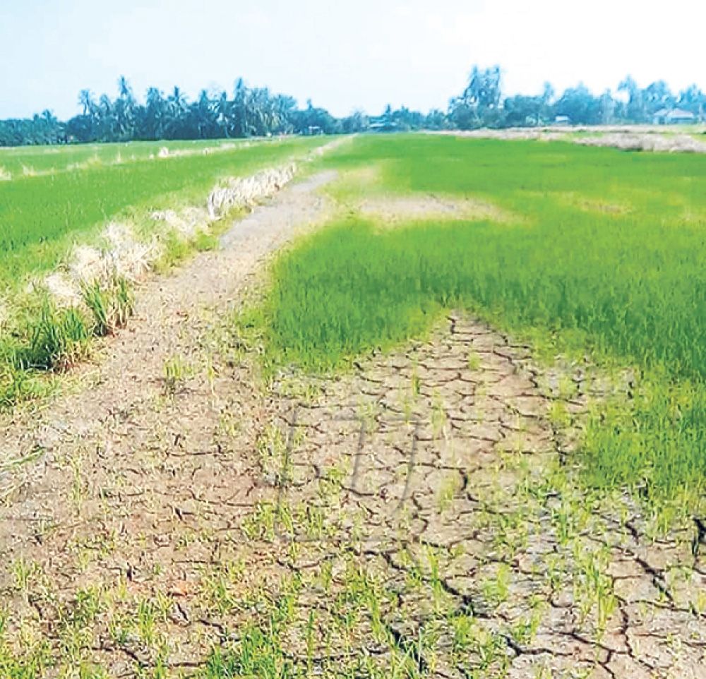 Ilustrasi Tunda Tanam/dok.