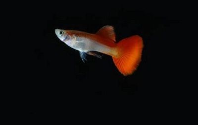 Ikan guppy yang berwarna merah putih. 