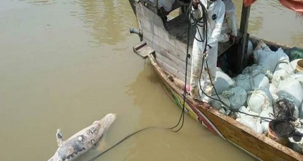 Lumba-Lumba Ditemukan Mati di Laut Karawang.