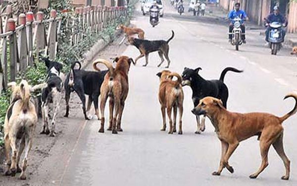 Hingga Agustus Ini Jumlah 79 Anjing Liar Di Batangharin Yang