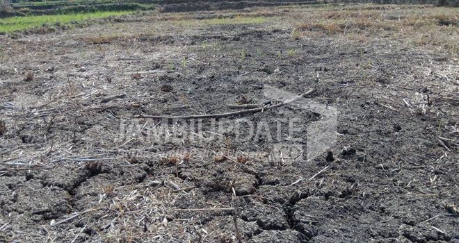 Lahan pesawahan masyarakat di Kerinci, mongering.

