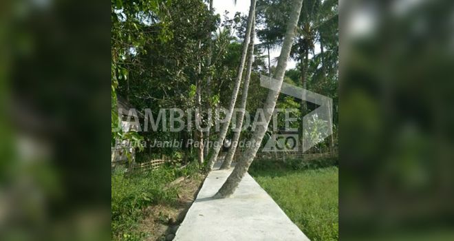 Terlihat Jalan setapak yang Dibangun Diatas Pohon Kelapa.