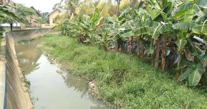 Kondisi drainase di RT 19 di Kelurahan Penyengat Rendah, Telanaipura Kota Jambi yang ditumbuhi pohon pisang. Setengah badan drainase sudah tertutupi.