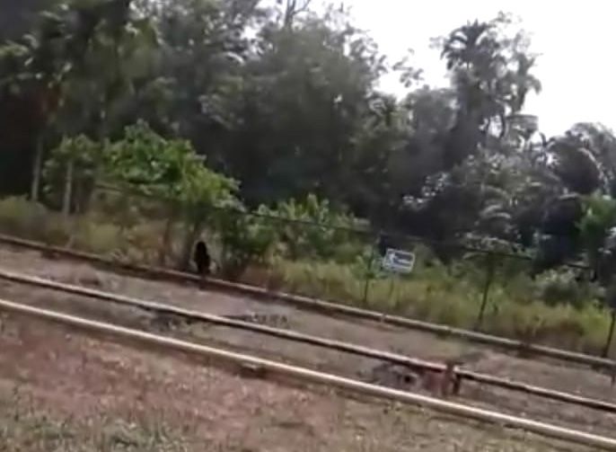 Penampakan Kemunculan seekor Beruang, di RT 21 Kelurahan Sengeti,  pada Kamis (26/9).