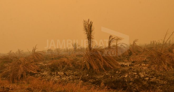 Kebakaran lahan di salah satu kabupaten di propinsi Jambi.