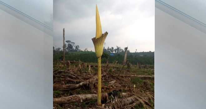 Tumbuhan dengan nama latin Amorphophallus Titanum ini ditemukan oleh Dani Abdi Marhaen di lahan yang akan dijadikan tempat berkebun oleh warga sekitar 4 jam jalan kaki dari jalan lintas Bangko-Jangkat.