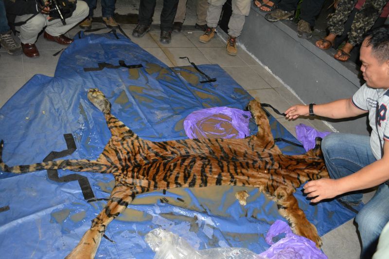 Kulit Harimau yang diamankan petugas.