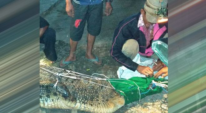 Warga Desa Lambur II, Kecamatan Muara Sabak Timur berhasil menangkap buaya sepanjang 3 meter, pada Sabtu (21/12) sekitar pukul 02.30 WIB dini hari.