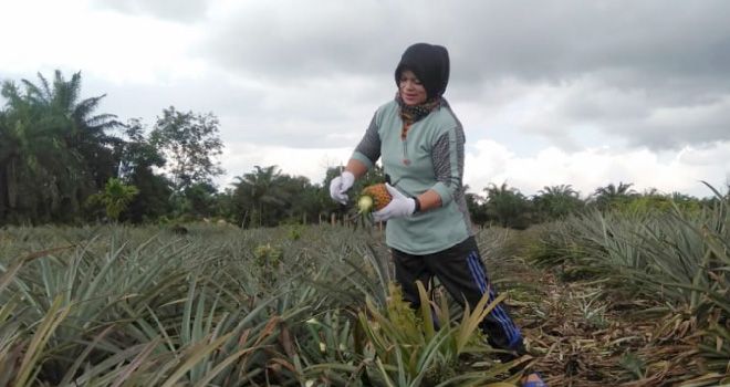 Saat ini Petani nanasa yang di Tanjabbtim, merasa keselitan untuk memasmakan hasiil buah pasca panen.