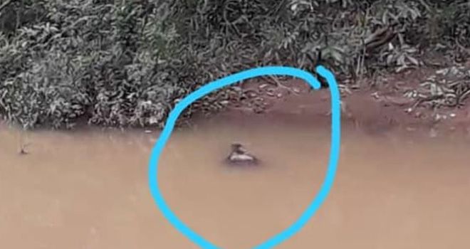 Seekor Buaya Kerap Muncul di Desa Rantau Badak Lamo.