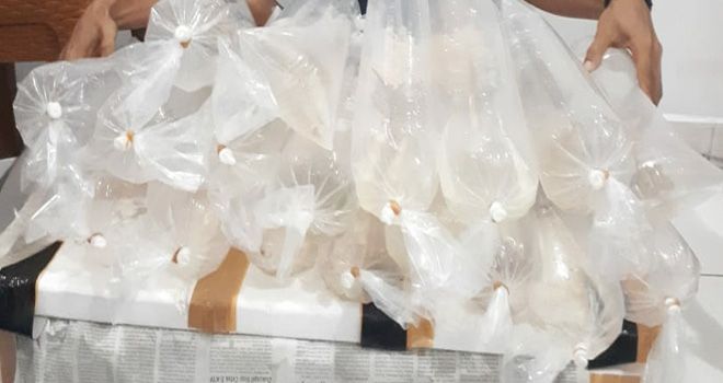 Polres Sarolangun Amankan Ribuan Benih Baby Lobster Bernilai Miliaran Rupiah.
