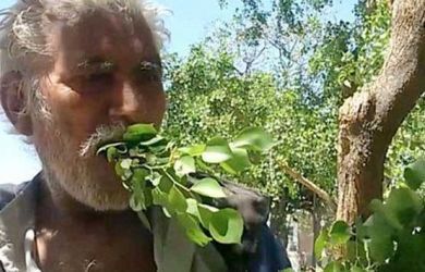 Manusia Pemakan Daun dan Kayu.