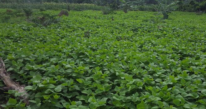 Lahan pertanian kedelai yang ada di Kabupaten Tebo.

