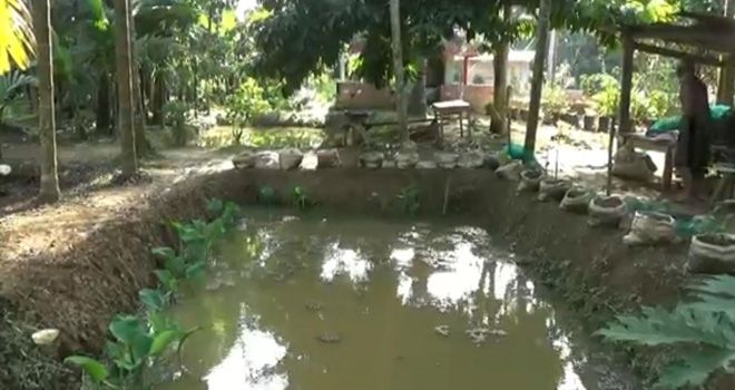 Tambak ikan milik kelompok pembudidaya ikan Berkat Usaha di Desa Kota Baru, Kecamatan Geragai, dibawah naungan Kementrian Kelautan dan Perikanan.