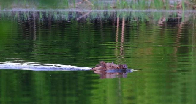 Kata Baktee celeng itu datang dari Indonesia. Mereka berenang menyeberangi laut Selat Malaka dari Indonesia. Begitu sakti celeng Indonesia itu sampai bisa ikut menjatuhkan pemerintahan Mahathir Mohamad.