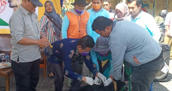 etugas Disnakkan Kota Sungai Penuh, saat melakukan penyuntikan rabies kepada hewan.
