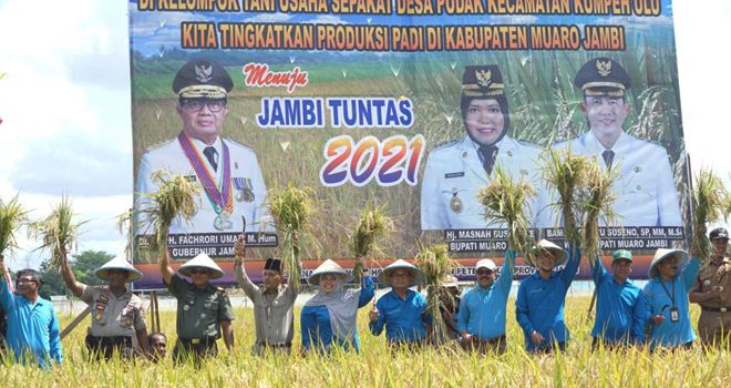 Bupati Muaro Jambi Hj. Masnah Busro SE pada Senin (16/3) pagi bersama Gubernur Jambi Fahrori Umar melaksanakan Panen Raya Tanaman Padi di Desa Pudak.