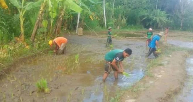 Karena harga karena anjlok, maka warga Desa Sungai Bemban, Kecamatan Batangasai mulai menanam padi sawah.

