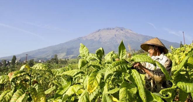 Petani tembakau, Ilustrasi.