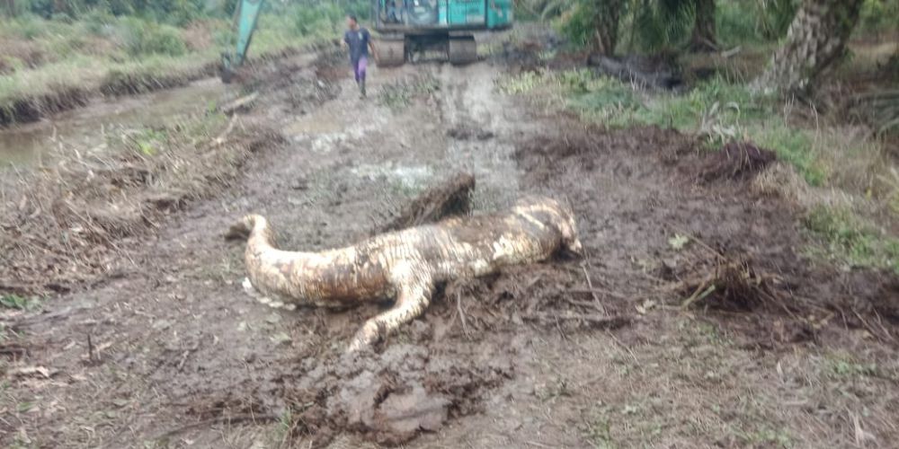 Warga Tangkap Buaya Panjang 4 Meter.

