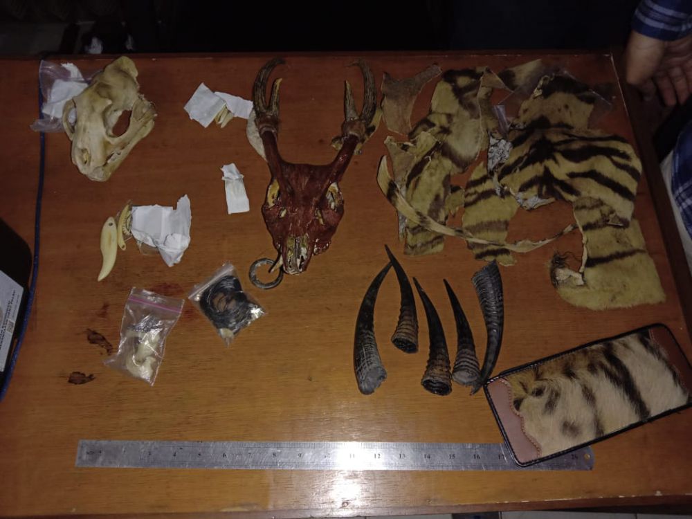 Kedapatan Bawa Bagian Satwa di Lindungi Warga Kelurahan Jambi Timur di Bekuk.