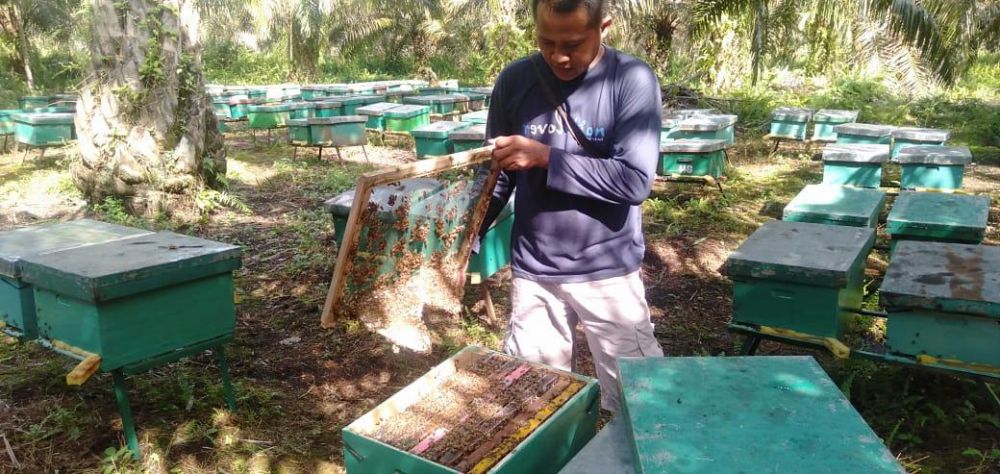 Dodi merupakan satu diantara pembudidaya Madu Zabak.