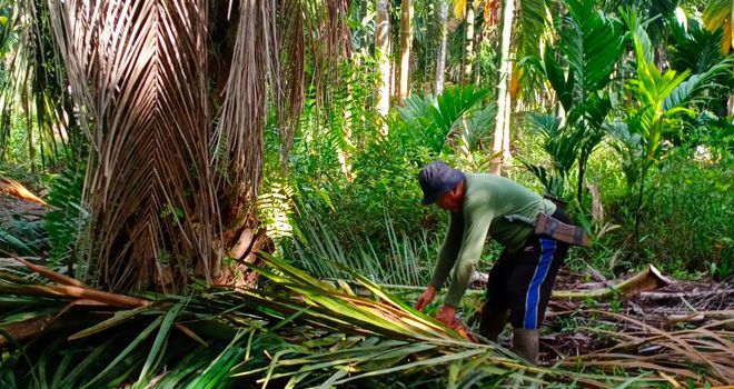 petani Sawit di Dusun Nusantara Desa Lumahan Kecamatan Senyerang, saat memanen sawit.