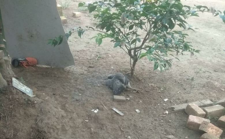 Ayam mati di Kelurahan Parit Culum I, Kecamatan Muara Sabak Barat, Tanjabtim.