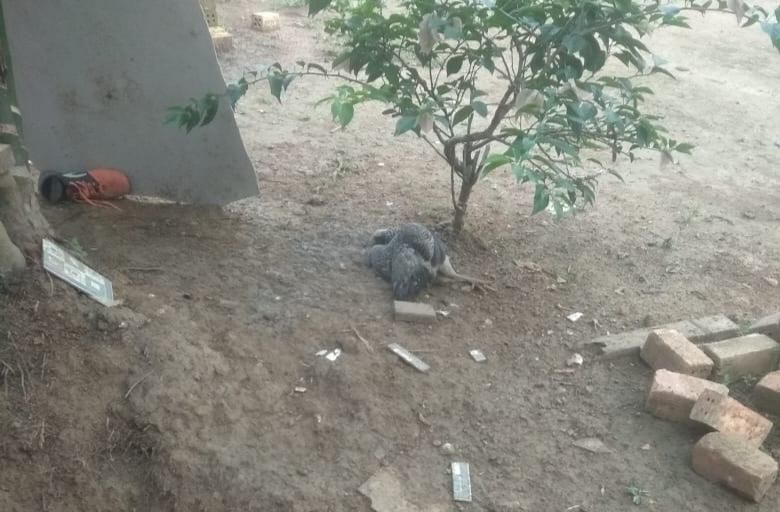 Puluhan hewan ternak unggas milik warga Pematang Pasir RT 15 Kelurahan Parit Culum I, Kecamatan Muara Sabak Barat yang mati mendadak.