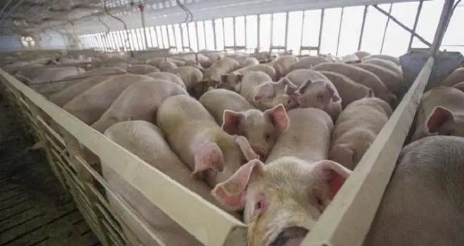 Kemenkes Waspadai Flu Babi Menular ke Manusia