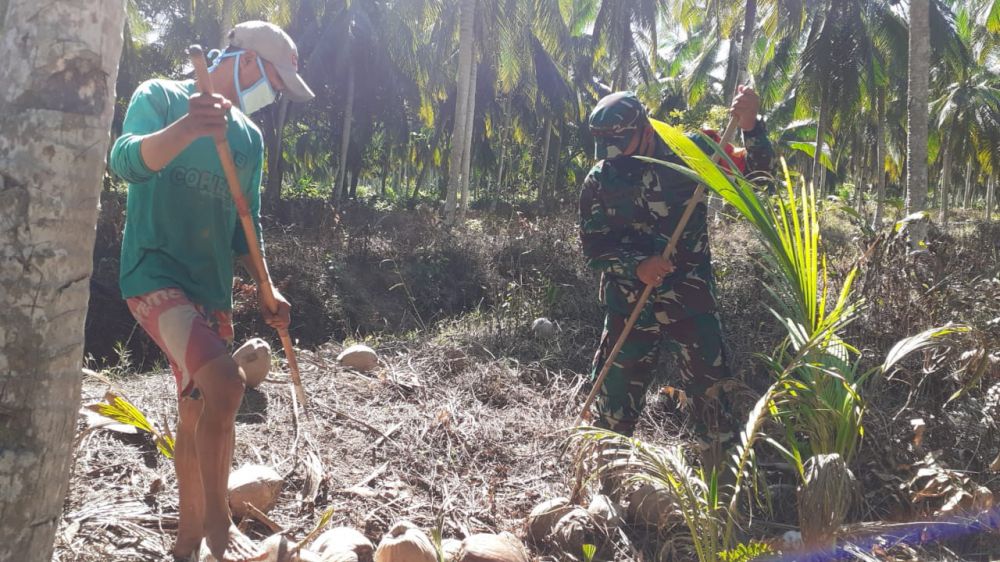 Jalin Keakraban, Dansatgas TMMD Bantu Warga Panen Kelapa