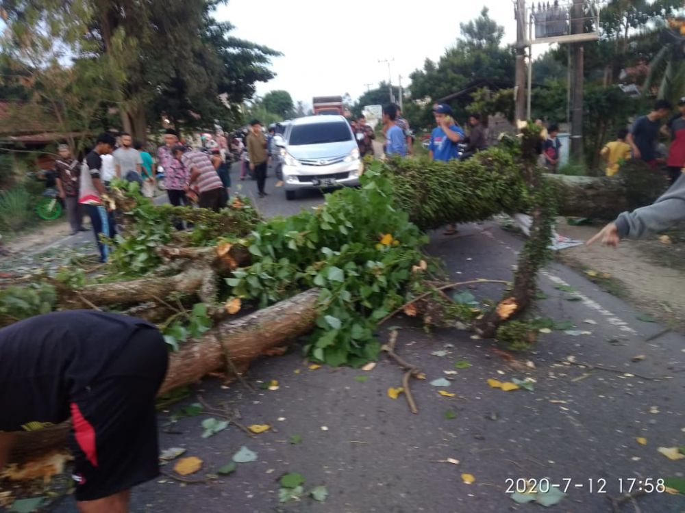 Pohon Tua di Sekernan Tumbang.