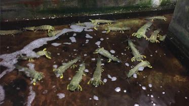 UDANG KETAK: Udang ketak menjadi salah satu hasil laut bagi nelayan yang ada di Kabupaten Tanjabbar.