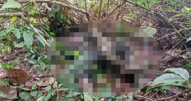 SAD di Merangin Meninggal Dililit Ular Saat Berburu di Hutan