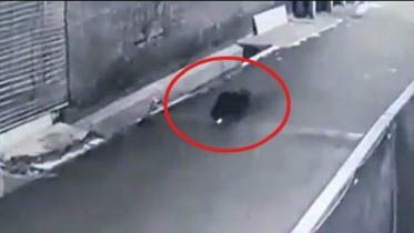 Diduga babi ngepet berkeliaran terekam CCTV di Depok. 