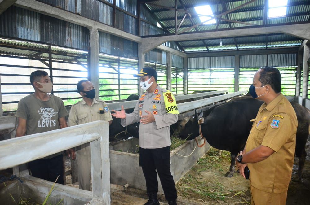 Kapolres Tanjabbar, AKBP Guntur Saputro, Rabu (22/7) kemarinmemantau herwan kurban di peternak hewan di RT. 07 Desa Pembengis Kecamatan Bram Itam.