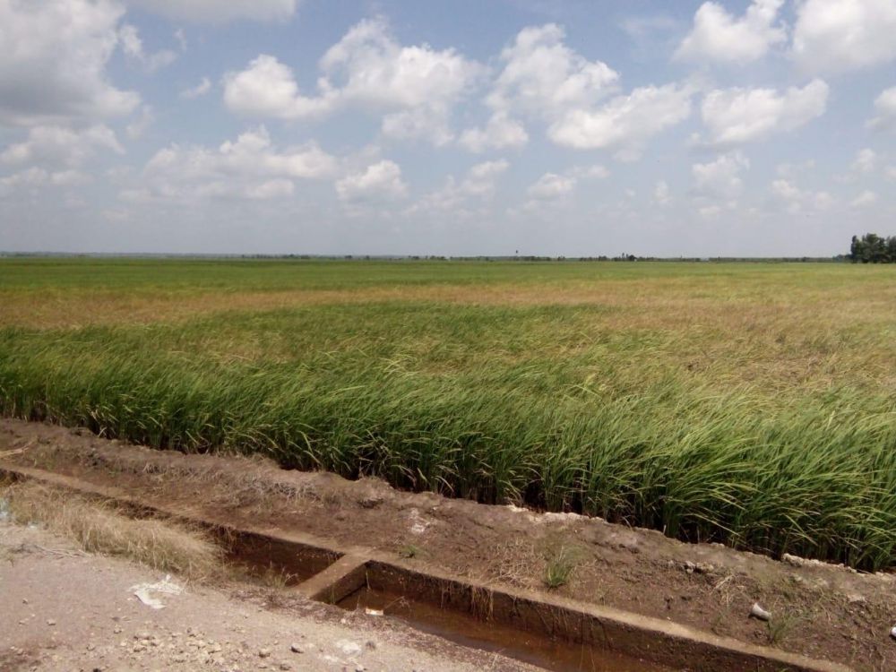 Tanaman padi petani di Desa Simpang Datuk, Kecamatan Nipah Panjang, Kabupaten Tanjabtim, saat terkenaan serang hama wereng.