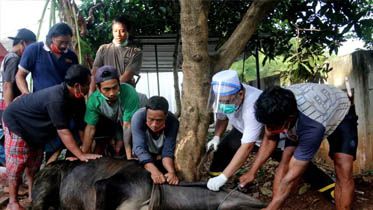 Menggunakan APD tukang jagal saat akan menyembelih hewan qurban pada acara Perayaan Idul Adha di Halaman Musholah Al Mujahirin Perum Cluster Ciledug Land, Kota Tangerang, Banten (1/8). Di Musholah tersebut menyembelih 3 Ekor sapi dan 5 Kambing dengan menerapkan protokol kesehatan guna menghindari penyebaran Covid-19. FOTO: FAISAL R. SYAM / FAJAR INDONESIA NETWORK.