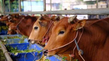 Ditemukan Cacing Hati di Hewan Kurban