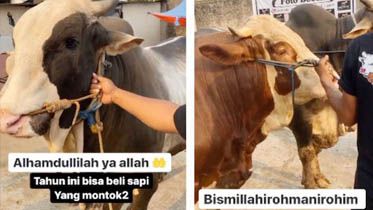 Hewan Kurban Milik Nikita Mirzani, Namanya Sugiono dan Brownies