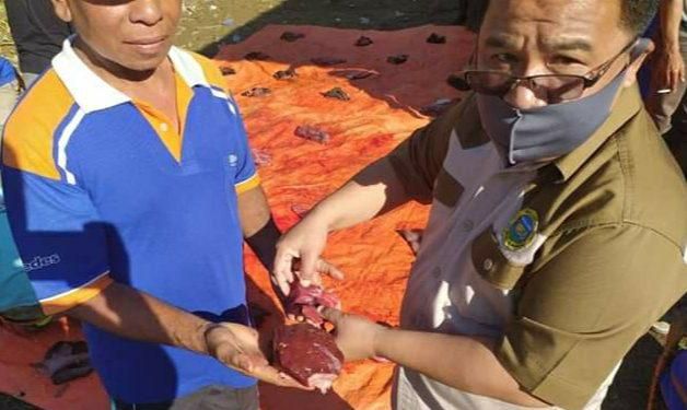 Petugas Disnakkan Kota Sungai Penuh, menemukan cacing hati pada hewan kurban saat penyembelihan, pada Sabtu (1/8/2020) kemarin.

