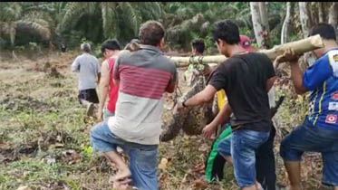 Geger, Warga Muarabulian Temukan Ular Sanca Sepanjang 7 Meter